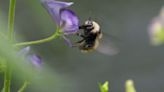 What’s the buzz about National Pollinator Week?