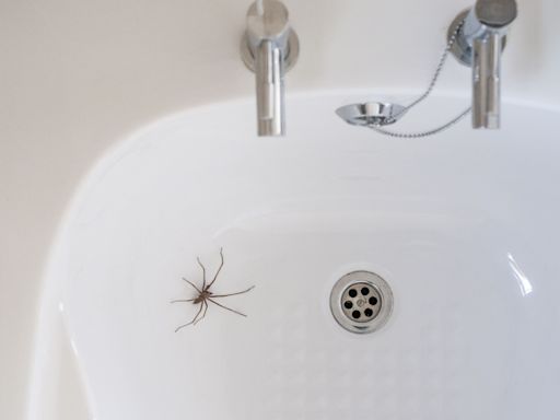 17 Simple Ways to Keep Spiders Away from Your Home Naturally