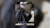 Zoo Atlanta welcomes new baby monkey