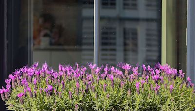 The best fragrant plants to grow in containers and window boxes for a burst of scent