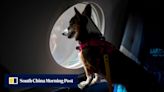 This airline wants all dogs to fly first class