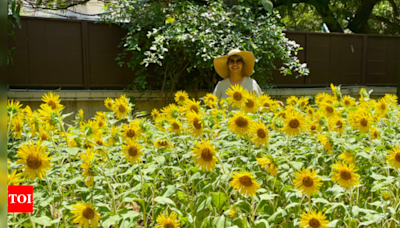 Chennai on a mission to be sunflower city | Chennai News - Times of India