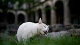 19 gatos rondan por el palacio presidencial mexicano. Una nueva norma les asegura cuidados y comida