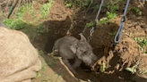 Dog rescued after spending two days stuck down badger sett