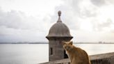 Md.-based activists sue US National Park Service over plan to remove Puerto Rico’s famous stray cats - WTOP News