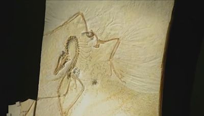 Archaeopteryx is one of Field Museum’s greatest-ever acquisitions