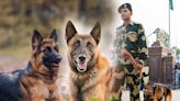 Army canine unit of breeds such as Belgian Malinois, German Shepherds that can sniff out life from under mud to be deployed in Wayanad