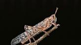 Cyborg locusts can detect cancer by smelling your breath
