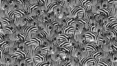 Brain teaser: Can you find the hidden piano among zebras in 8 seconds?
