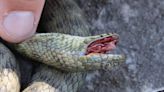 These snakes not only fake their own deaths, they use gory special effects to do it