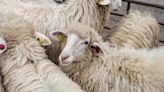 Granjeros neozelandeses protestan contra el plan para gravar los eructos de ovejas