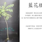 心栽花坊-藍花楹/3吋/開花植物/綠化植物/售價45特價40