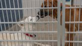 'Name your price' to adopt a dog at Larimer Humane Society through Sunday