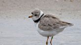 A second piping plover has joined Imani at Montrose Beach. But he’s no wingman.
