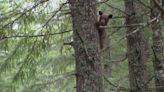 Rescue workers release orphaned bear cubs back into the wild