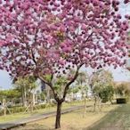 《榮恩園藝》紅花風鈴木，已開花，高度2-4米，米徑3-4公分，美植袋裝