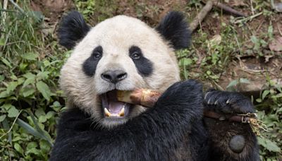 Where does San Diego Zoo get bamboo for its giant pandas?