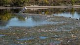 American Lake, others under-monitored for harmful algae, here’s how to spot toxic blooms