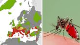 Tiger mosquitoes 'already in one UK region' as exotic fever hits Europe