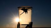 Tarantulas in Colorado go on a deadly quest for love