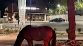 Loose Horse Found Wandering At New Rochelle Starbucks Returned To Owner