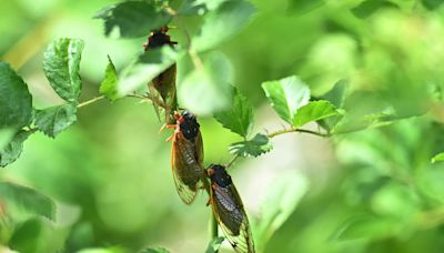 When will cicadas emerge? Three signs point to imminent awakening