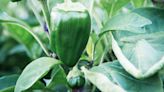 Pepper Plant Leaves Curling? 8 Reasons Why and What to Do About It