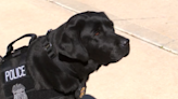 ATF’s gun sniffing dog now working with Albuquerque police