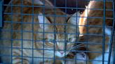 20 cats saved from an Ottumwa home unfit for human or animal life
