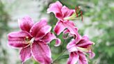 How to Grow and Care for Lily Flowers