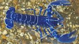 "Absolutely stunning" rare electric blue lobster caught in England