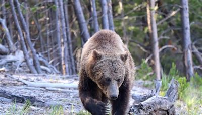 Grizzly, Black Bear Capture Operations Scheduled For Yellowstone