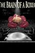 The Brain of a Boxer