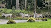 Internet guesses location of missing zebra from Seattle