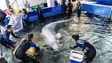 Rescatan con éxito a dos belugas de acuario de Ucrania y las trasladan a Valencia (España)