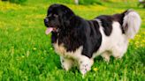 Gigantic Newfoundland's Unbothered Attitude Proves Lap Dogs Come in All Sizes