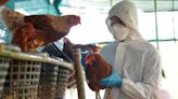 Expertos descartan riesgo de epidemia por influenza aviar en México