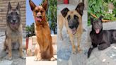 Hundreds of rescue animals headed to US from Afghanistan