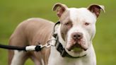 Vets have faced ‘abuse and threats’ from XL bully owners over ban, says chief