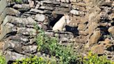 Trapped goat rescued from Donegal castle tower