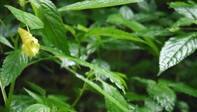 消暑踏尋觀霧蜜月小徑 藏3種台灣原生特有種鳳仙花