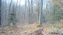 Watch: Michigan Cougar Kills a Deer in Rare Trail Cam Footage