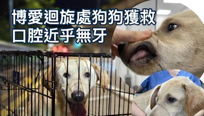 博愛迴旋處狗狗獲救 有綁過傷痕及近乎無牙齒 - 香港動物報 Hong Kong Animal Post