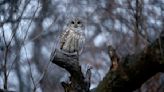 They Shoot Owls in California, Don’t They?