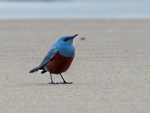 Rare bird sighting in Oregon: Amateur photographer captures stunning images