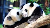 San Diego Zoo to get two new pandas from China