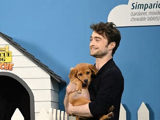 Daniel Radcliffe da Colbert per aiutare i cani randagi