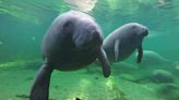 Manatees should be listed as an endangered species. Don’t stop there to protect them | Opinion