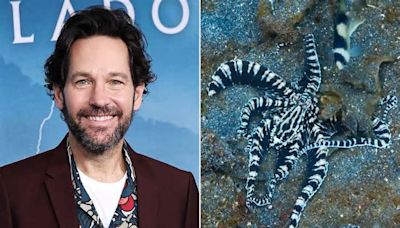 Paul Rudd Marvels at Mimic Octopus' 'Oscar-Worthy' Camouflage Skills in Wild Footage