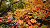 Calling all leaf peepers: Drought to impact this year's fall foliage in New England.